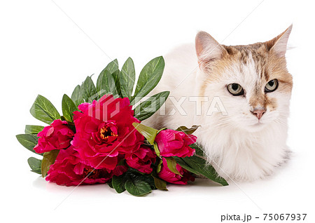 Portrait of a pretty cat with red flowers 75067937