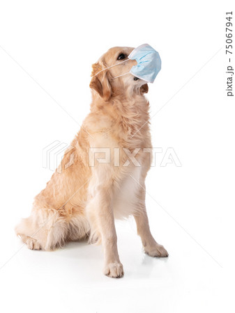 Golden retriever dog with a protective mask 75067941