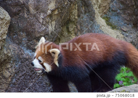 レッサーパンダ 75068018