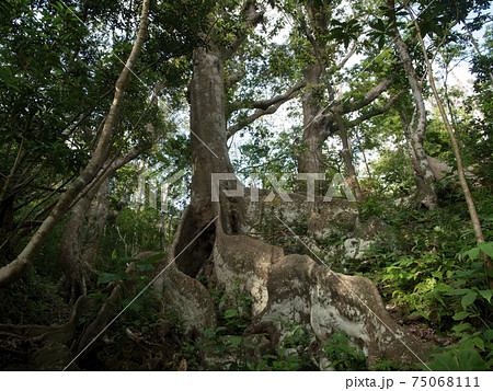 徳之島 オキナワウラジロガシの板根 徳之島 オキナワウラジロガシの板根 75068111