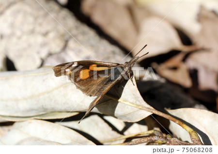 テングチョウ テングチョウ 75068208