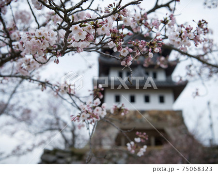 淡路島　洲本城　桜と天守閣 75068323