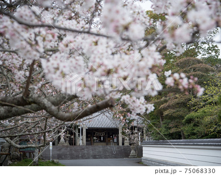 淡路島 桜の賀集八幡神社 淡路島 桜の賀集八幡神社 75068330