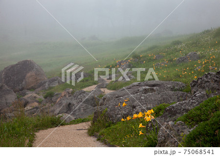 朝霧の種差海岸(三陸復興国立公園) 朝霧の種差海岸(三陸復興国立公園) 75068541