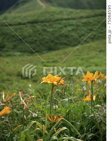 新潟県 佐渡島 大野亀 トビシマカンゾウ群生地の写真素材