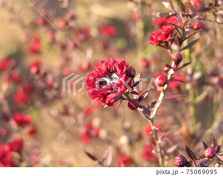 ギョリュウバイ 75069095