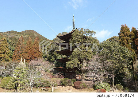 山口瑠璃光寺の梅 75069174