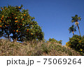 青空とみかんの木になる果実ミカン狩りみかん農園観光農園 75069264