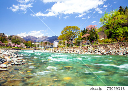 春の利根川と桜 75069318
