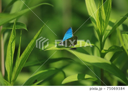 ジョウザンミドリシジミ ジョウザンミドリシジミ 75069384
