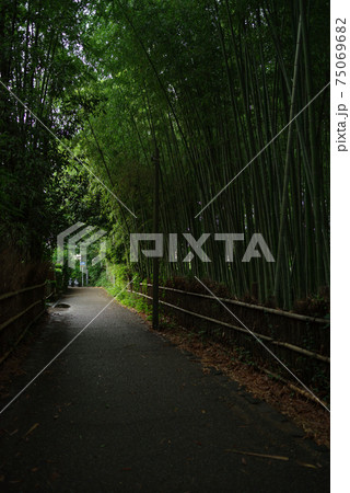 京都嵯峨野・竹林の小径 京都嵯峨野・竹林の小径 75069682
