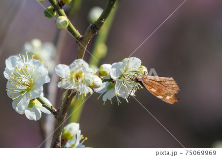 満開の白梅の花の蜜を吸うテングチョウ 満開の白梅の花の蜜を吸うテングチョウ 75069969