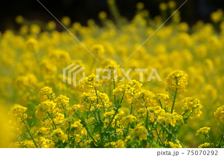 三重県明和町 斎宮に咲く菜の花 三重県明和町 斎宮に咲く菜の花 75070292