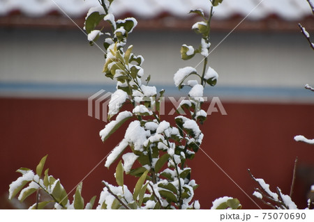 初雪の風景 初雪の風景 75070690