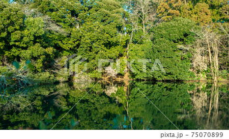 公園の池の水面に映る樹木	 75070899