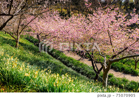 水仙と共演する河津桜 75070905
