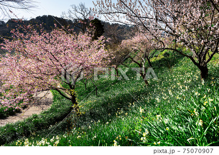 水仙と共演する河津桜 75070907