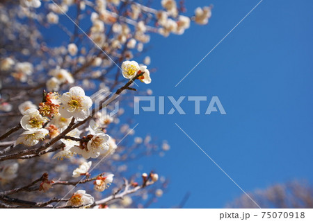 春の訪れを知らせる梅の開花 春の訪れを知らせる梅の開花 75070918
