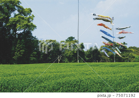 新茶シーズンの茶畑 75071192