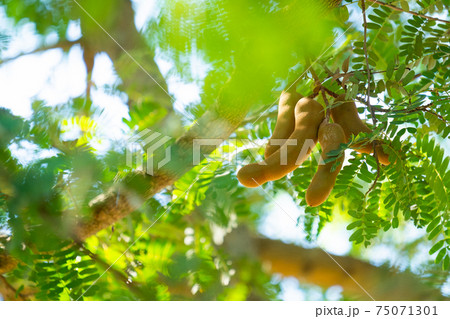 Tamarind the result is a long sheath with a curved neck.Raw tamarind with copy space. Tamarind the result is a long sheath with a curved neck.Raw tamarind with copy space. 75071301