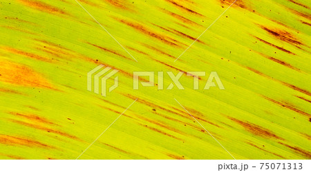 The surface of the banana leaves from fresh to dry.Banana leaves that are about to dry. The surface of the banana leaves from fresh to dry.Banana leaves that are about to dry. 75071313