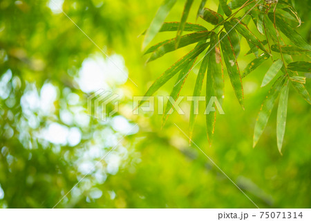 Bamboo green color in nature with copy space. leaf and copy space. Bamboo green color in nature with copy space. leaf and copy space. 75071314