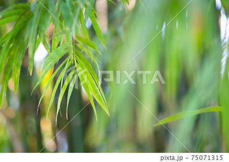 Bamboo green color in nature with copy space. leaf and copy space. Bamboo green color in nature with copy space. leaf and copy space. 75071315