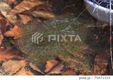 カエルの卵 カエルの卵 75071333