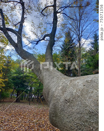 角の生えた鹿の様な太い幹と枝の形の写真素材