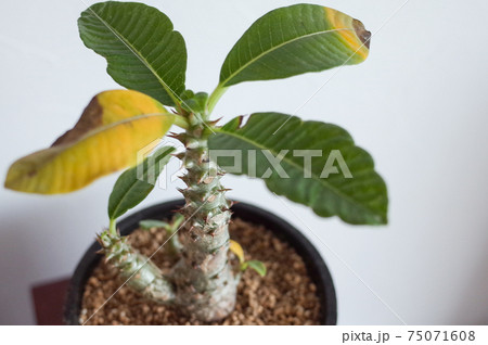 パキポディウム・ウィンゾリーの鉢植え パキポディウム・ウィンゾリーの鉢植え 75071608