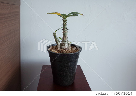 パキポディウム・ウィンゾリーの鉢植え 75071614