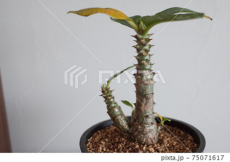 パキポディウム・ウィンゾリーの鉢植え 75071617