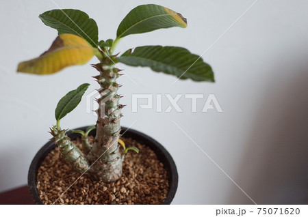 パキポディウム・ウィンゾリーの鉢植え パキポディウム・ウィンゾリーの鉢植え 75071620