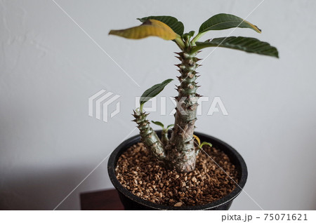 パキポディウム・ウィンゾリーの鉢植え パキポディウム・ウィンゾリーの鉢植え 75071621