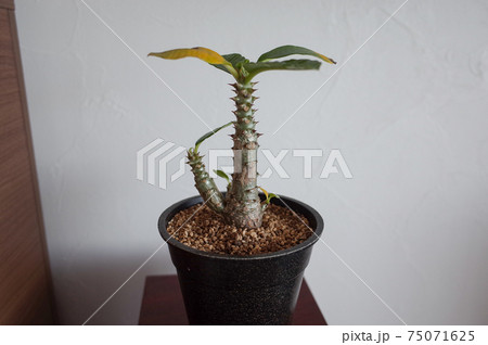 パキポディウム・ウィンゾリーの鉢植え 75071625