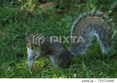 セントラルパークの可愛い住人はリス 75071686