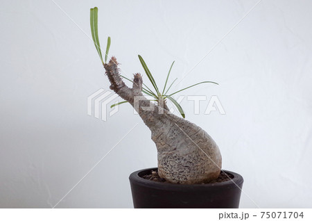 グラキリス 75071704