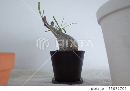 グラキリス 75071705