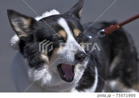 口を開けて叫んでいるような黒いコーギー犬の表情の写真素材