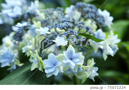 あじさい 星花火の写真素材