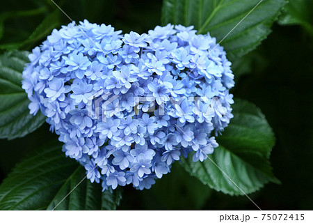 ハートのアジサイの写真素材