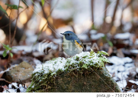雪の上でたたずむルリビタキのオス「幸せの青い鳥」 75072454
