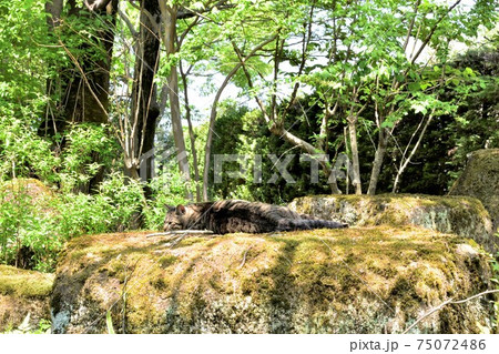 石の上のネコ 75072486