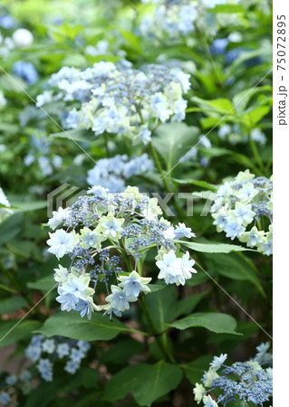 あじさい 星花火の写真素材