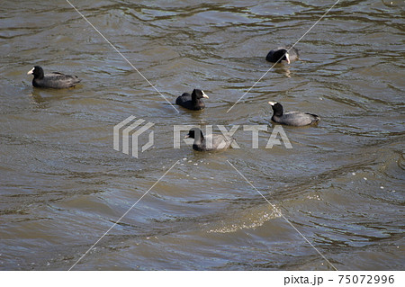 冬の川で泳ぐオオバンの群れ 75072996