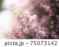 光に包まれる紫色の小花 75073142