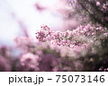 光に包まれる紫色の小花 75073146