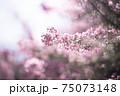 光に包まれる紫色の小花 75073148