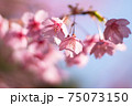 早春の桜 75073150