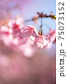 早春の桜 75073152
